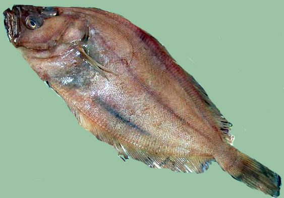 Lepidorhombus whiffiagonis_08